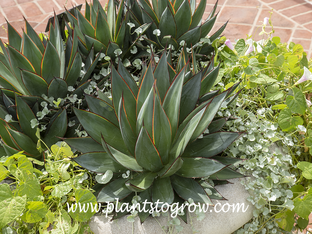 Agave 'Blue Glow'  
the first 3 images were taken at the same time and seem to exhibit the coloration described for this plant.